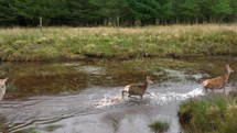 Wild red deer running through water in slow motion in the Scottish Highlands.
