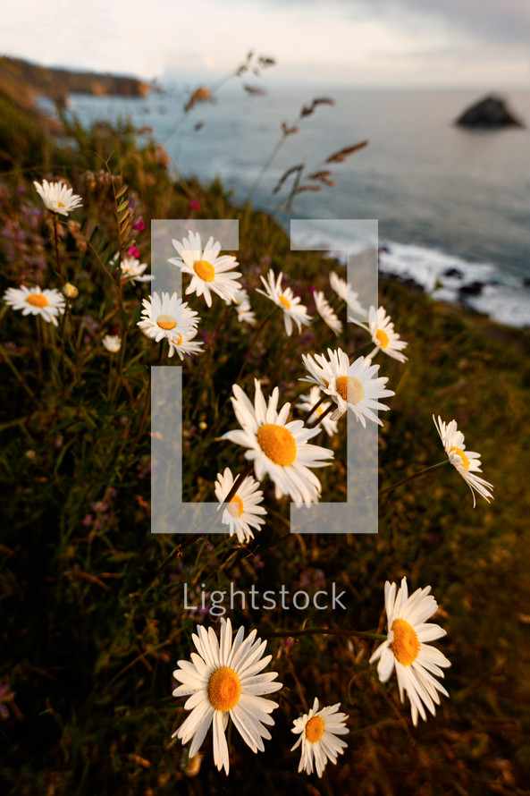 daisies on a cliff 