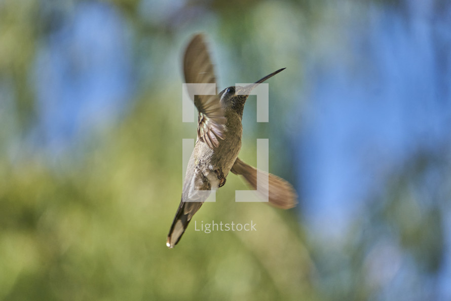 Humming bird hovering in air with blurry background. 