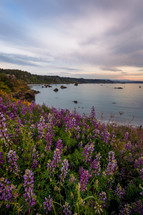 Lupine on the Cliffs
