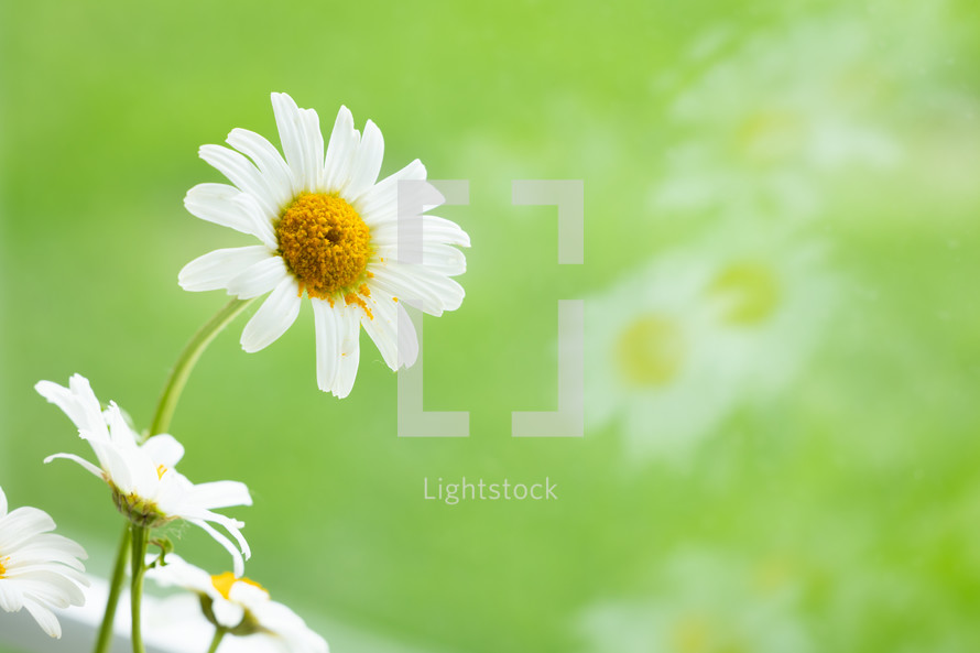 White daisies on a green background, 