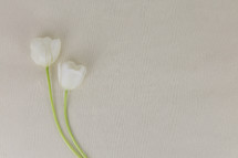 white tulips and white background 