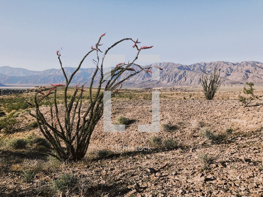 desert landscape with cactus 