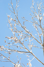 Snowy branches up against clear blue sky (vertical)
