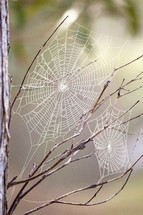 spider web on a branch 