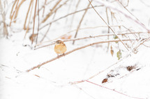House wren on branches in snow