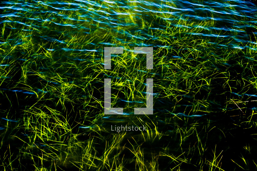 green grasses along a shore 