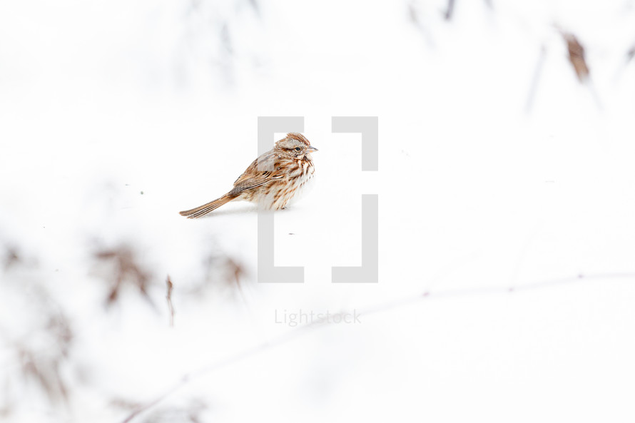 White-throated sparrow on snow
