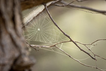 spider web on a branch 
