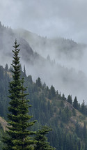 Mountains and Trees in the Clouds