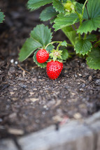strawberries in a garden 