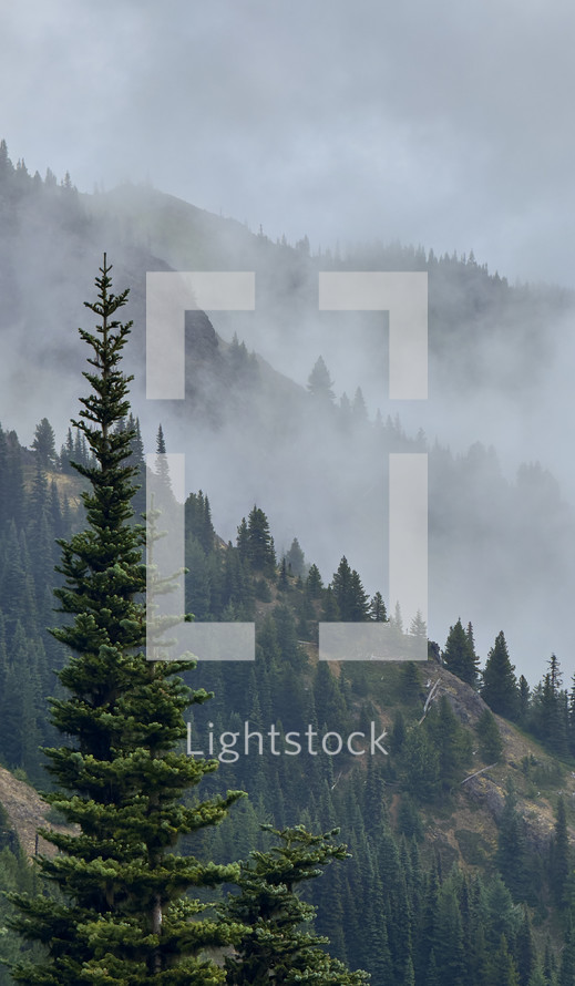 Mountains and Trees in the Clouds