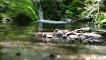 flowing brook over mossy stones 