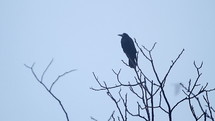 Silhouette of a tree with a crow.
