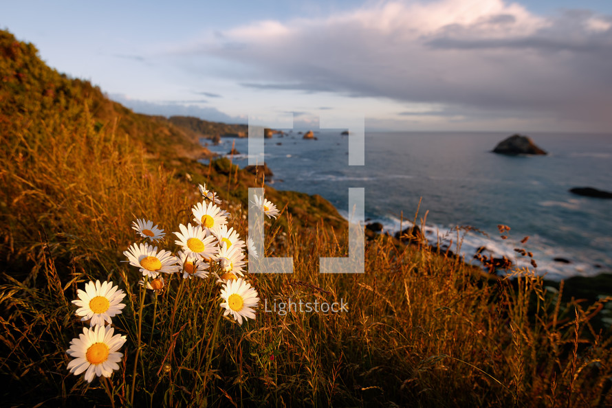 daisies on a sea cliff along a shore 