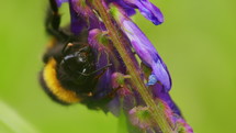 Large bumblebee taking nectar from flower