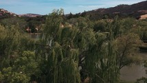Drone shot of a weeping willow tree swaying in the wind near a pond.