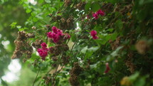 Bougainvillea Thorny Ornamental Vine With Flowers Getting Dry. Selective Focus Shot