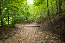 dirt trail through a forest 