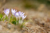 Spring crocus flowers with foreground blur
