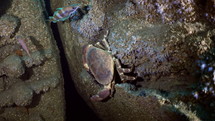 Atlantic Crab in the night - Atlantic France