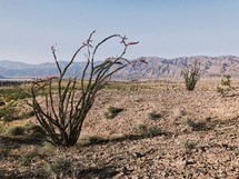desert landscape with cactus 