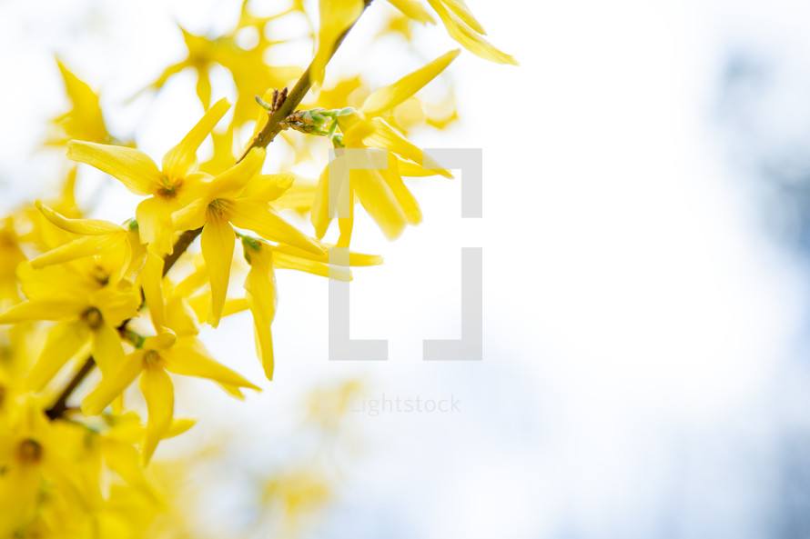 yellow spring flowers 
