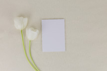 white tulips and blank paper 