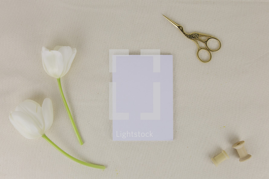 paper, scissors, spool, and white tulips on a white background 