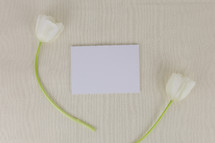 white tulips and paper 
