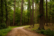 Path in the dark forest