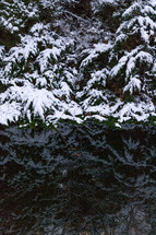 snow on tree branches reflecting on water 