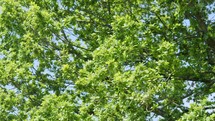 green leaves in a tree 