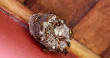Wasps in nest feeding larva ready to hatch
