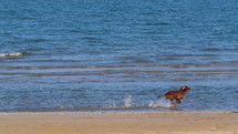 dog running on a beach 