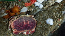 Atlantic Crab in the night - Atlantic France