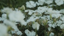 white flowers in a garden 