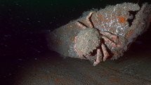 Common Spider Crab on a wreck in the night - Atlantic France