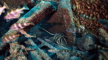 Atlantic Lobster in a wreckage - Atlantic France