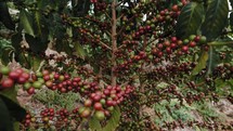 African coffee beans 