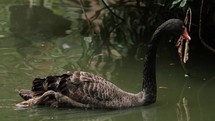 Black swan is swimming at pond