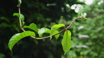 Sprouting Green Vines With Nature Background. Selective Focus Shot