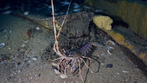 Atlantic Lobster in a wreckage - Atlantic France