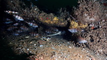 Blue Lobster in a wreckage cutting a fish in several parts - Atlantic France