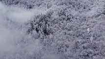 Fresh snow in the foggy mountain forest