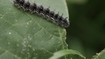Caterpillar eating a green plant leaf.