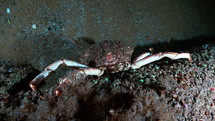 Common Spider Crab on a wreck in the night - Atlantic France