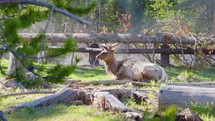 View of a young Elk bull resting in the woods of Yellowstone National Park Wyoming United States