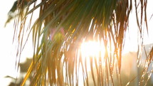 Sun Behind Palm Leaves 