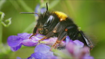 Bumblebee resting on purple flower in nature on sunny day